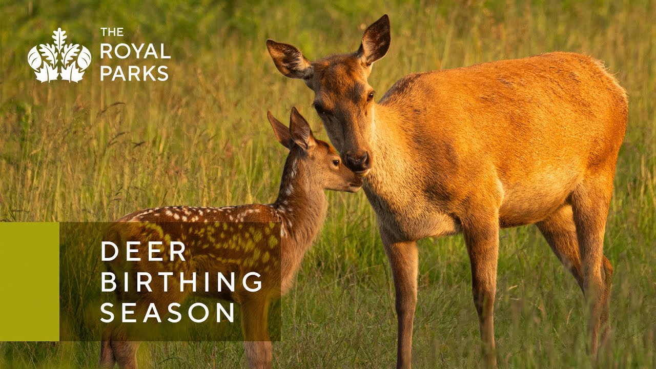 Deer birthing season in Richmond Park and Bushy Park