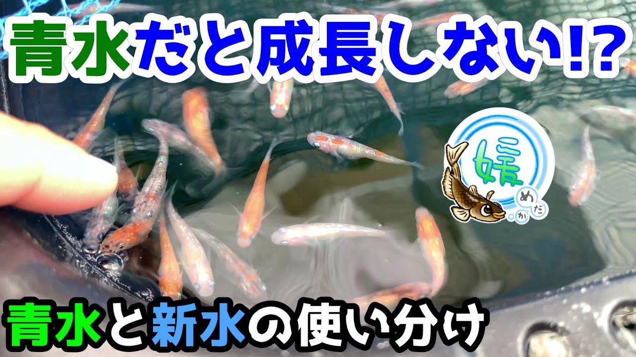 青水の水換え方法とタイミング 稚魚が大きくならない原因の一つ水換え不足 グリーンウォーター篇 媛めだか Youtube