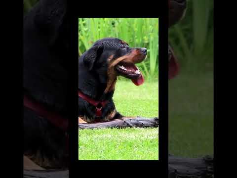 Rottweilers used BC?