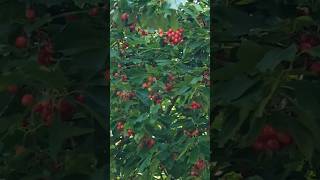 #домнаюге #черешня #вишня #переезднаюг #дача #огород #рассада #фрукты #ягоды