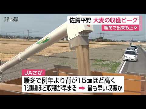 0516 佐賀平野で大麦収穫ピーク - 0516 佐賀平野で大麦収穫ピーク