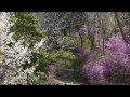 鞍ケ池公園の桜 の動画、YouTube動画。