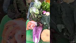 Fall CSA Final Week