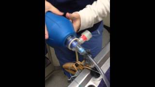 Skill Sheet #19  E Intubation, Ambu Bag, CPR
