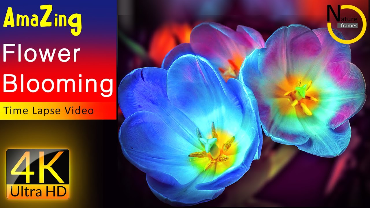 Flower Blooming Time Lapse The Most Beautiful Flowers Collection