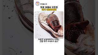도로 위에서 구조된 아르마딜로#귀여운동물