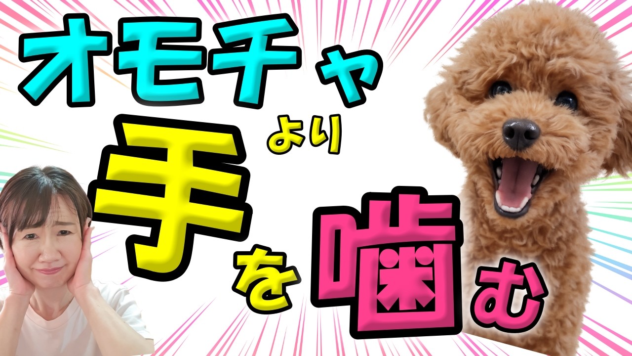 飼犬手噛 Dog Biting] My dog ​​bites my hand instead of toys! Causes and