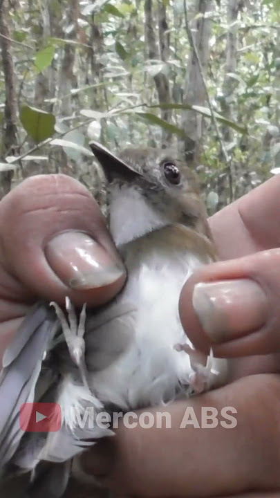 Mikat Masteran Terbaik Di Hutan SRDC #merconabs #trikjitumikatburung #pikatburungsrdc