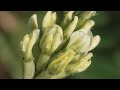 Astragal biljka koja  se bori  protiv starosti i najtežih bolesti