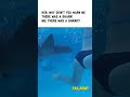 Cameraman was a bit distracted #shark #sharkweek #sharkattack #travel #fail