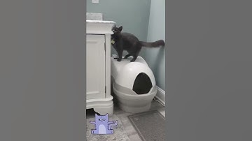 Will the cleaning cycle scare my cats? #shorts