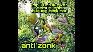 Mp3 Untuk Pikat Semua Jenis Burung Berkicau Paling Ampuh  Bagoes Pambudi