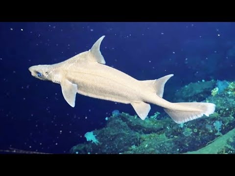 Vidéo: Les requins vivent-ils en meute ?