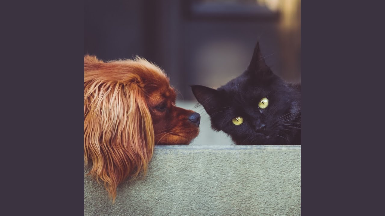 Guarda Music for pets 21 su YouTube Guarda Music for pets 21 su YouTube