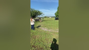 Basil in Test 2 for AKC herding instinct test - passed both runs!