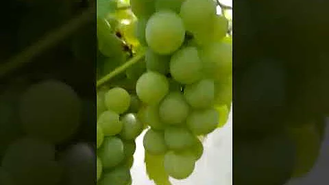 Como faço para proteger as uvas para os pássaros não comer?