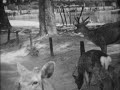 1935年ころの16ミリフィルム（ロングバージョン）