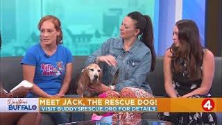 Daytime Buffalo: Meet Jack the rescue dog and learn about Mafia Mutts!