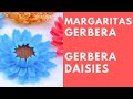 Margaritas Gerbera - Gerbera Daisies