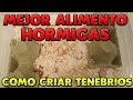 COMO CRIAR TENEBRIOS | EL MEJOR ALIMENTO PARA TUS HORMIGAS