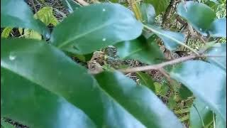 Pendongkelan Bahan Bonsai Jenis Rukam