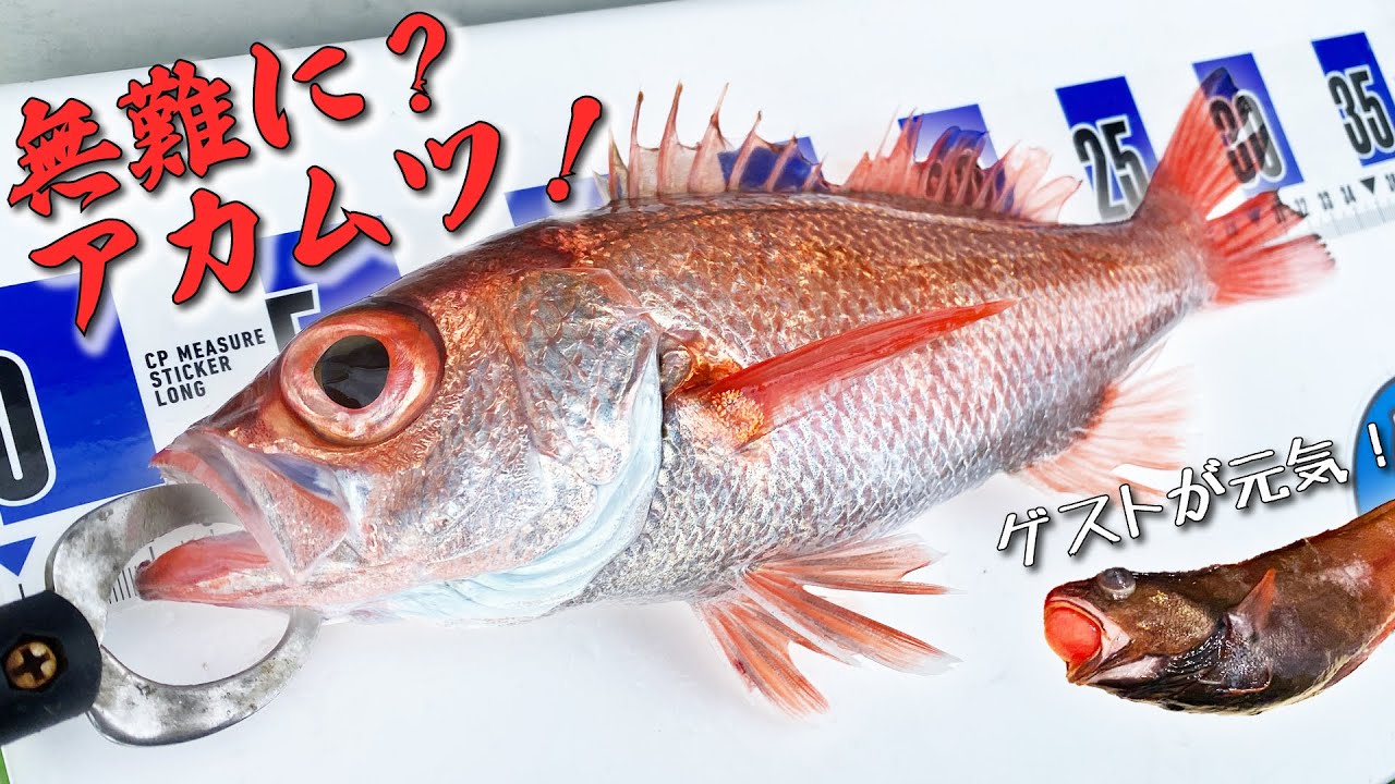 無難じゃないけどアカムツ船！東京湾でも超高級魚ノドグロは狙える！【金沢八景・新修丸】