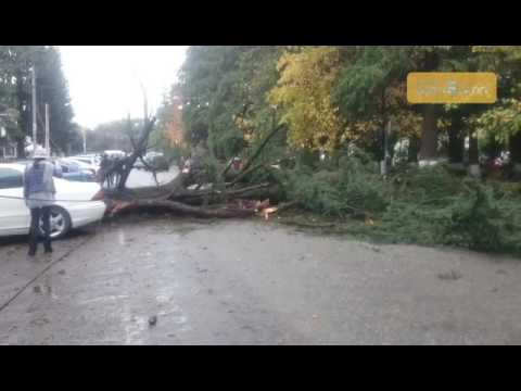 ზუგდიდის ცენტრში წაქცეულმა ხემ მოძრაობის პარალიზება გამოიწვია