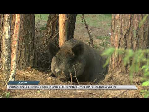 Questione cinghiali: le strategie messe in campo dall'Ente Parco. Intervista al Direttore Gregorio