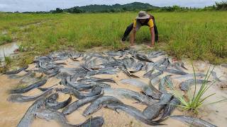 best Hand Fishing, catch a lo of fish in water and pick duck eggs by hand