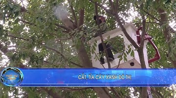 Hải Phòng chủ động cắt tỉa cây xanh đô thị mùa mưa bão