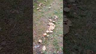 Грибы - грибы - грибочки на 14 октября #грибы #грибы2023 #mushrooms