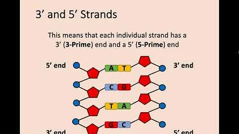 Higher Biology - 1.1 The Structure of DNA - DayDayNews