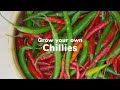 How to grow your own chillies  love the garden