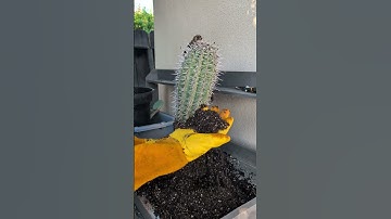 Thumbnail of I purchased the tallest cactus species