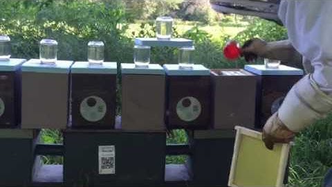 Populating Mini-Mating Nuc