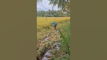 Mùa nước nổi ruộng bị ngập lúa sập phải cắt bằng tai