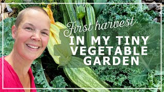 Starting a Small Vegetable Garden part 3