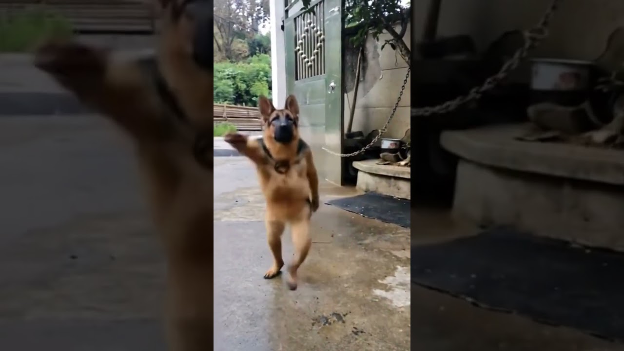 #funny #memeclip #funnymemes #cat #dankememes #funnypictures #memehub #youtubeshorts #eurovision