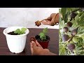 Grow Anjeer / Fig from Seeds | Dry Fruit अंजीर उगाएं घर पे आसानी से
