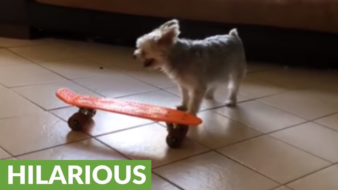 Dog super protective of his toy skateboard YouTube