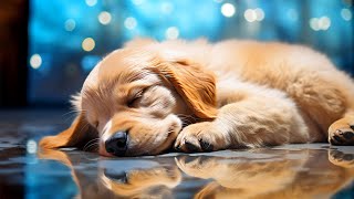 24 Hours of Dog Calming Music for Puppies with Anxiety ❤️ 🐶 ❤️Stress Relief For Lonely Dogs 🐶 🎵 by Relax My Dogs 1,823 views 2 months ago 24 hours