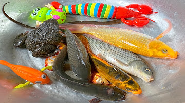 Kem Chanel và mèo hồng đi bắt cá gặp các con vật: con cá, cá chép, cá vàng, con ếch, cá trê, con tôm