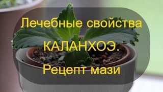 Лечебные свойства каланхоэ