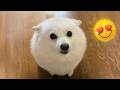 Cute Marshmallow Shiba