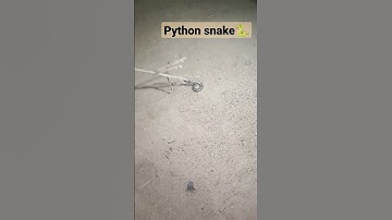 Indian Python snake Ajgar saanp #viral #python #snake #india #ytshorts #shorts