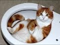 Раковина для кота или Смешные кошки играют в раковине.