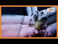 | SMART FARM | Farmers doing away with concrete floors in pig farms