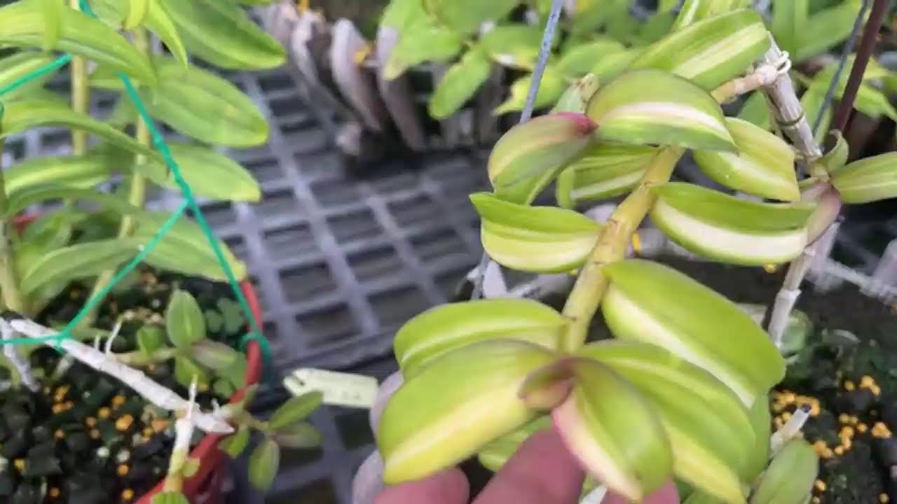 Nắng đẹp 22/10 - youtube