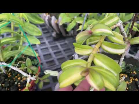 Video Nắng đẹp 22/10 - youtube