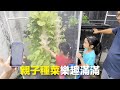 2個孩子親手採收！親子種菜樂趣滿滿，小白菜皇京白菜大豐收【CityVege城市農夫】